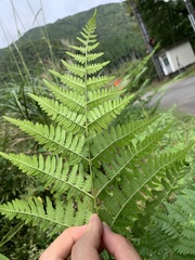 Pteridium aquilinum