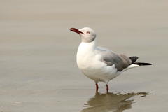 Chroicocephalus cirrocephalus poiocephalus