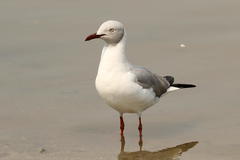 Chroicocephalus cirrocephalus poiocephalus