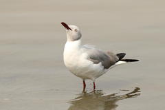 Chroicocephalus cirrocephalus poiocephalus