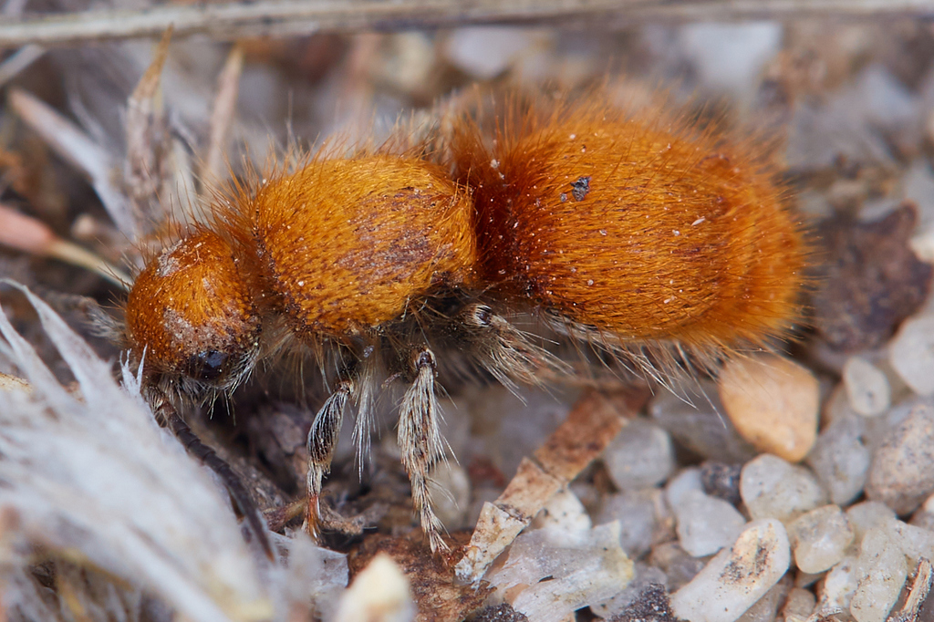 Odontophotopsis exogyra