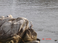 Pelecanus occidentalis