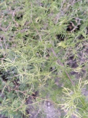Asparagus verticillatus