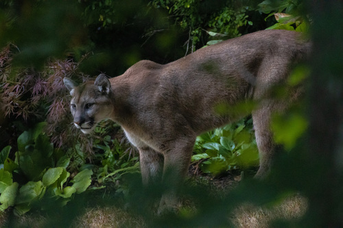 North American Mountain Lion photographed in Washington