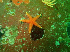 Fromia schultzei