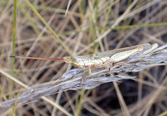 Erythropomala amaena
