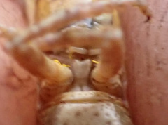 Erythropomala amaena