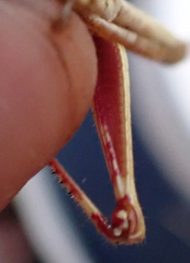 Erythropomala amaena