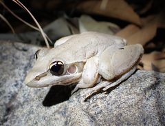 Litoria watjulumensis