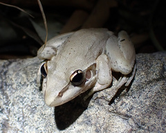 Litoria watjulumensis