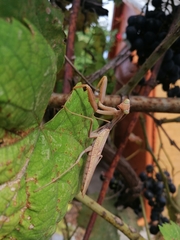 Hierodula transcaucasica