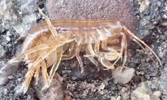Gammarus locusta