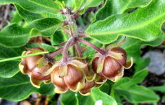 Pachycarpus dealbatus