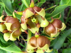 Pachycarpus dealbatus