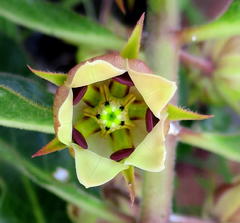 Pachycarpus dealbatus