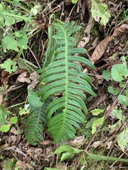 Struthiopteris niponica