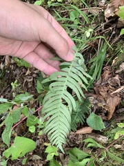 Struthiopteris niponica