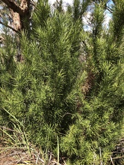 Podocarpus drouynianus