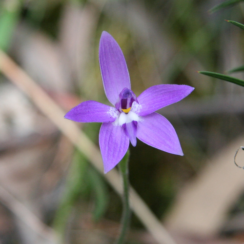 Caladenia major, photograph 3