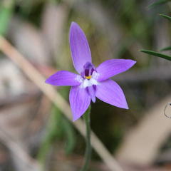 yatesy, CC BY, iNaturalist via GBIF Caladenia major, photograph yatesy, CC BY, iNaturalist via GBIF