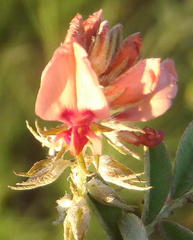 Indigofera alternans