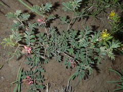 Indigofera alternans