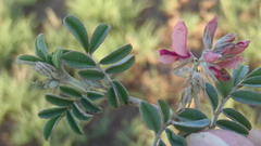 Indigofera alternans