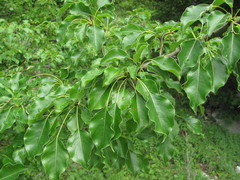 Pyrus communis caucasica