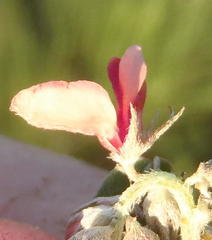 Indigofera alternans