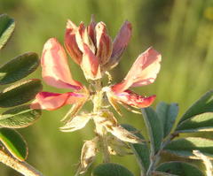 Indigofera alternans