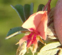 Indigofera alternans