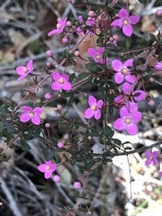 Boronia gracilipes