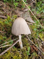 Coprinellus xanthothrix