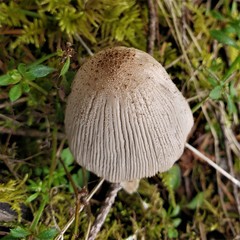 Coprinellus xanthothrix