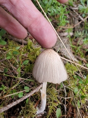 Coprinellus xanthothrix