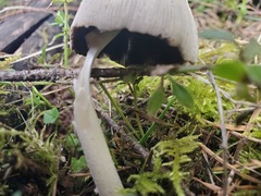 Coprinellus xanthothrix