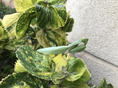 Sphodromantis