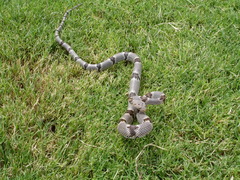 Trimorphodon vilkinsonii