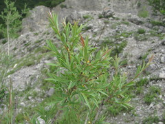 Salix elbursensis