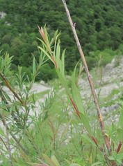 Salix elbursensis