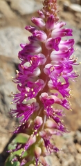 Lachenalia splendida