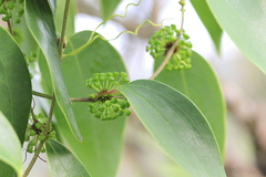 Smilax lanceifolia opaca