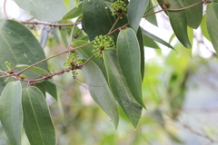 Smilax lanceifolia opaca