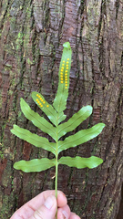 Polypodium scouleri image