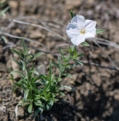 Convolvulus ammannii