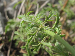 Scrophularia variegata
