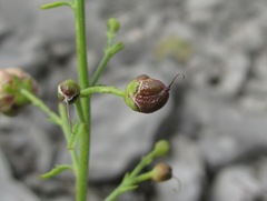 Scrophularia variegata