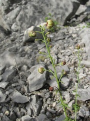 Scrophularia variegata