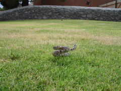 Trimorphodon vilkinsonii