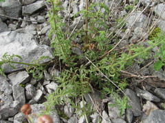 Scrophularia variegata
